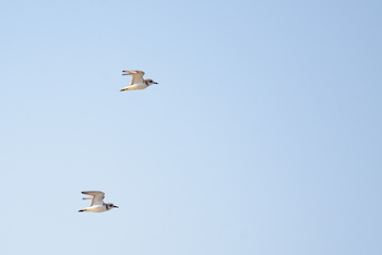  Al Wusta Wetlands Reserve