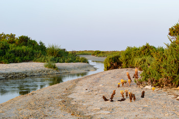  Al Wusta Wetlands Reserve