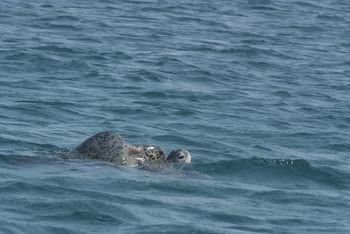 Reserva de las Tortugas en la Gobernación de Al Sharqiyah del Sur – Ras Al Hadd