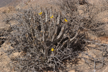 Reserva de Jabal Samhan