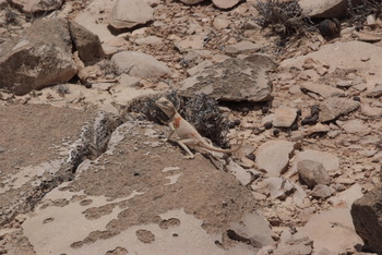 Jabal Samhan Nature Reserve