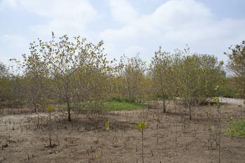 Réserve naturelle d’Al Qurm