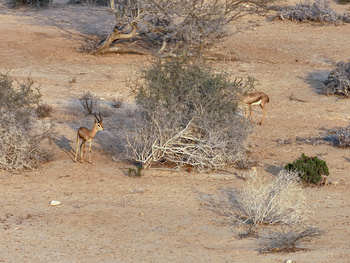 La Reserva Natural de Ras Al Shajar – Qurayyat