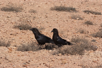 Daymaniyat Islands Nature Reserve