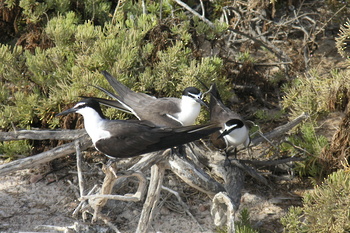 Réserve naturelle des îles Dimaniyat