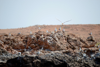 Réserve naturelle des îles Dimaniyat