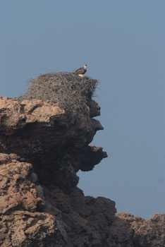 Daymaniyat Islands Nature Reserve