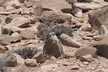 Jabal Samhan Nature Reserve