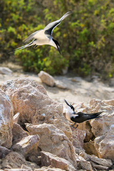 Réserve naturelle des îles Dimaniyat