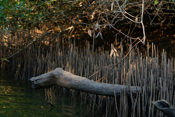 Naturreservat Al Qurm 