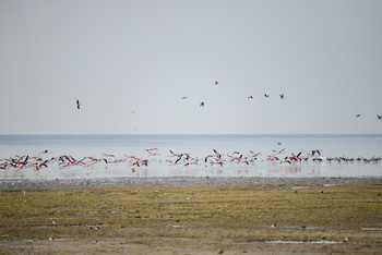  Al Wusta Wetlands Reserve