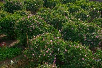 Distillation de l’eau de rose