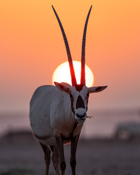 La Reserva de Vida Silvestre en la Gobernación de Al Wusta – Haima