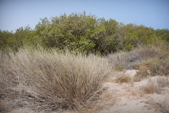 Reserva Natural de Al Qurm