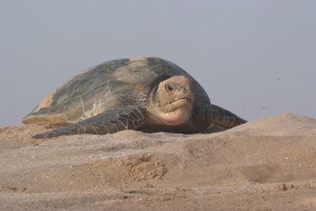 Reserva de las Tortugas en la Gobernación de Al Sharqiyah del Sur – Ras Al Hadd