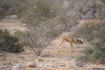 La Reserva Natural de Ras Al Shajar – Qurayyat