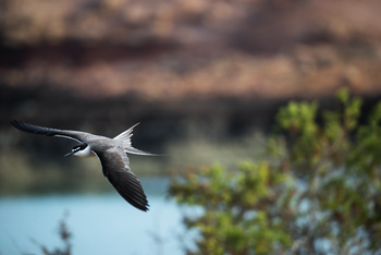 Réserve naturelle des îles Dimaniyat