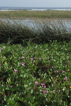 Naturreservat Khor Taqah