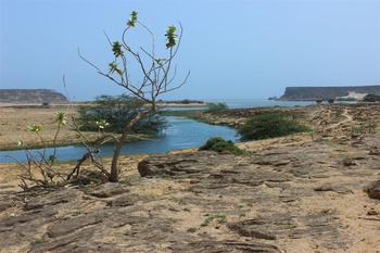 Vie sauvage du Sultanat d’Oman 