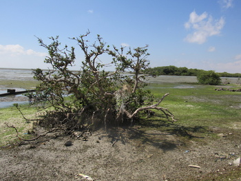 Reserva de Humedales