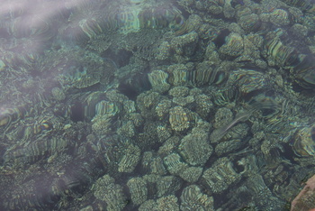Daymaniyat Islands Nature Reserve