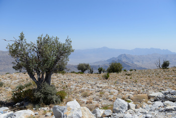 Reserva de Al Jabal Al Akhdar para Paisajes Naturales 