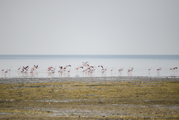  Al Wusta Wetlands Reserve