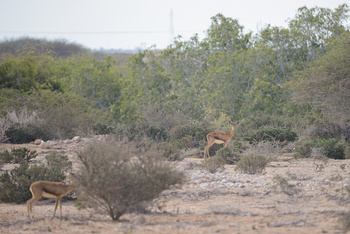 La Reserva Natural de Ras Al Shajar – Qurayyat