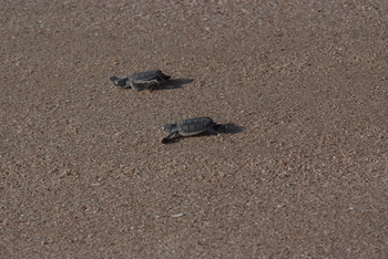 Reserva de las Tortugas en la Gobernación de Al Sharqiyah del Sur – Ras Al Hadd