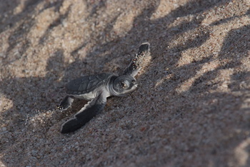 Reserva de las Tortugas en la Gobernación de Al Sharqiyah del Sur – Ras Al Hadd