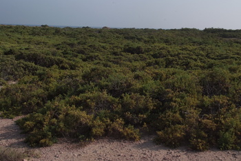 Reserva Natural de las Islas Daymaniyat