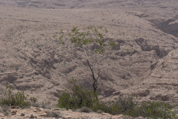 Reserva de Jabal Samhan