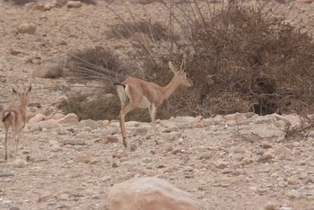 Réserve du Jabal Samhan  