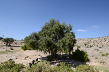 Naturschutzgebiet Al Jabal Al Akhdar für Landschaften