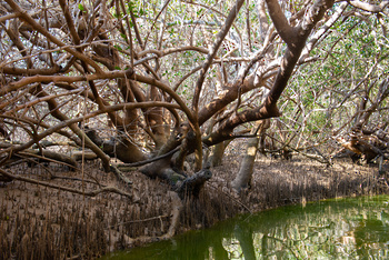 Naturreservat Al Qurm 