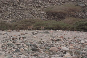 Réserve du Jabal Samhan  
