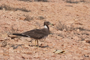 Daymaniyat Islands Nature Reserve