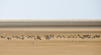 Reserva de Humedales