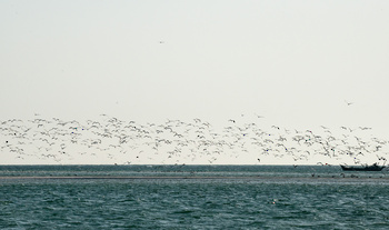  Al Wusta Wetlands Reserve