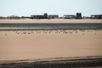  Al Wusta Wetlands Reserve