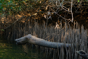 Reserva Natural de Al Qurm