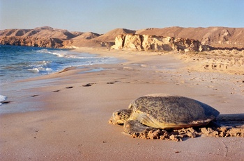 Wildlife in Oman
