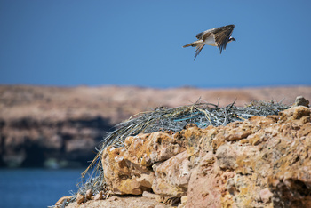 Réserve naturelle des îles Dimaniyat