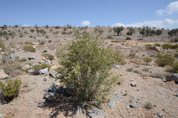 Reserva de Al Jabal Al Akhdar para Paisajes Naturales 
