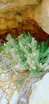 Réserve naturelle d’Al Sarin 