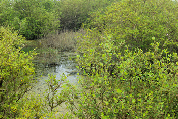 Reserva de Khor Awqad