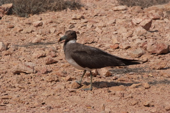 Daymaniyat Islands Nature Reserve