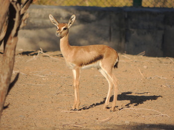 Reserva Natural de Al Saleel