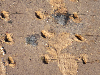 Naturschutzgebiet Ras Al Shajar – Qurayyat