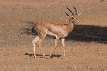 Reserva Natural de Al Saleel